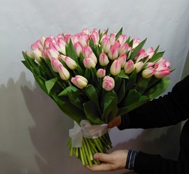 Букет из 51 бело-розового тюльпана