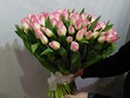 Букет из 51 бело-розового тюльпана