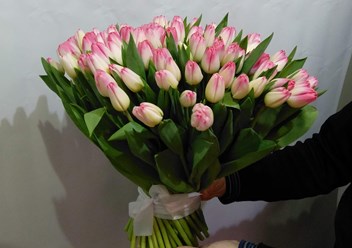 Букет из 51 бело-розового тюльпана