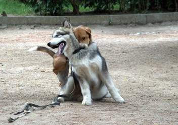 Дрессировка собак  в Ялте. Кинолог Руслан тел. +7(978)-01-777-18 Более подробную информацию о нас смотрите на сайте:  http://www.kinolog-rf.ru/