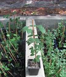 Фото компании  Бал Цветов 10