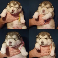 Фото компании ИП Perro del Norte 1