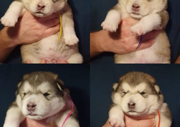 Фото компании ИП Perro del Norte 1