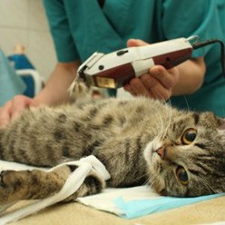 Фото компании  Ветеринарная клиника "Skyvet" в Москве 8