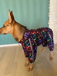 Фото компании Самозанятый Пес в пальто 98