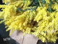 Фото компании  Тюльпаны оптом 6