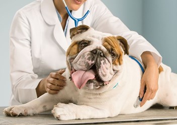 Фото компании  Вет Парк 3