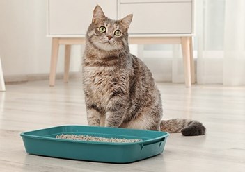 Кошачий наполнитель в Озерах. Гипоаллергенный, древесный, без запаха. 15 кг.