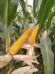 Фото компании  Ладожские LD 6