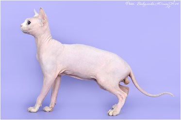 Фото компании ИП Питомник шотландских кошек 13