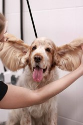 Фото компании ООО Марио Груминг 8