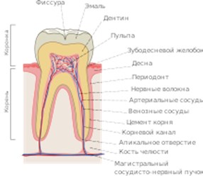 Свой Дантист
