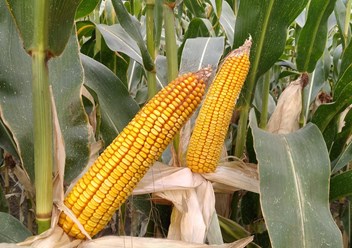 Фото компании  Ладожские LD 6