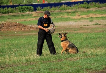 Фото компании  Дрессировщик Сорокин Сергей 1