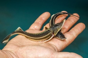 Малек стерляди