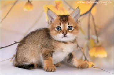 Чаузи Ф3 кошечка продается