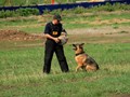 Фото компании  Дрессировщик Сорокин Сергей 1