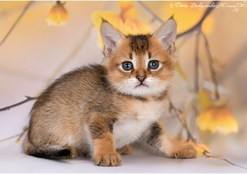 Чаузи Ф3 кошечка продается