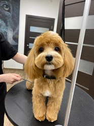 Фото компании  UrbanDog 17