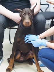 Фото компании  Ветеринарная клиника «Веда» 17