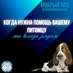 Фото компании ООО Мокрый нос 11