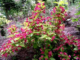 Фото компании  Бал Цветов 9