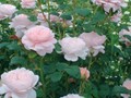 Фото компании  Розовый сад в Краснодаре 2
