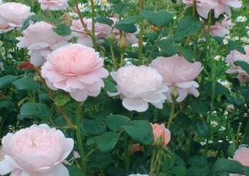 Фото компании  Розовый сад в Краснодаре 2