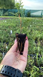 Укорененные черенки в кассетах