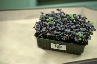 Редис санго в Костроме