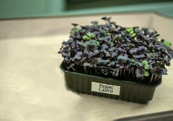 Редис санго в Костроме