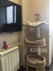 Фото компании  Мебель для кошек КотаМ 5