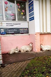Бутовские козы в гостях у детского клуба Чудо-Чадо на Скобелевской 21