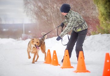 Фото компании  Дрессировка собак Электросталь Ногинск DOGSCHOOL_STAL 5