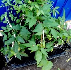 Фото компании  Бал Цветов 15