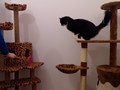 Помещение для игр и прогулок в зоогостинице "Кошкино"