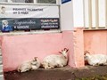 Бутовские козы в гостях у детского клуба Чудо-Чадо на Скобелевской 21