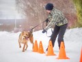 Фото компании  Дрессировка собак Электросталь Ногинск DOGSCHOOL_STAL 5