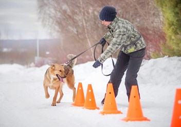 Фото компании  Дрессировка собак Электросталь Ногинск DOGSCHOOL_STAL 5