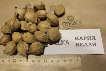 Фото компании ИП Орешка Питомник 7