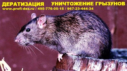 Дератизация_ПРОФИ-ДЕЗ_Москва
