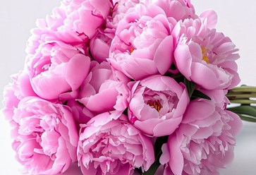 Фото компании ООО Premium Flowers 1