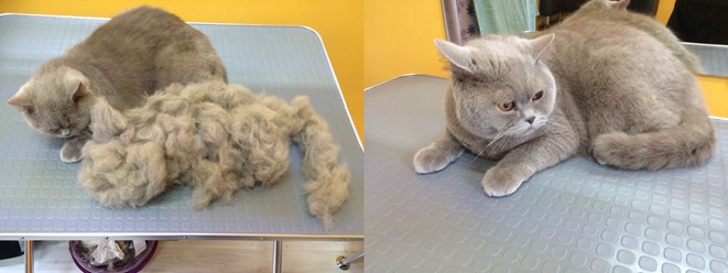 Фото компании ООО Зоосалон "Хвостик" 17