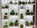 Фото компании  Moss Florarium 3