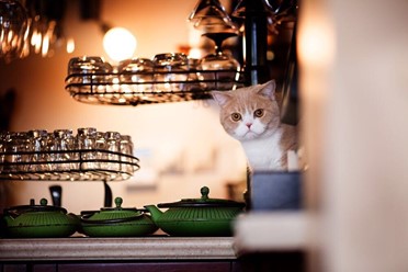 Фото компании  Cats, кафе 32