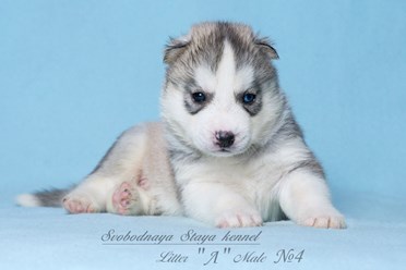 Фото компании  Кинологический питомник "СВОБОДНАЯ СТАЯ" 4