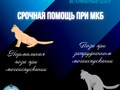 Фото компании ООО Мокрый нос 4