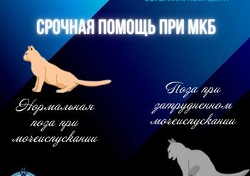 Фото компании ООО Мокрый нос 4