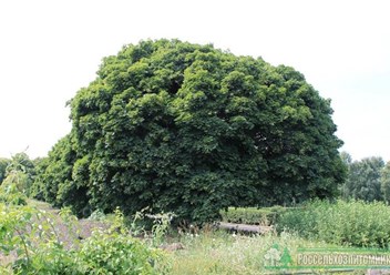 Клен остролистный