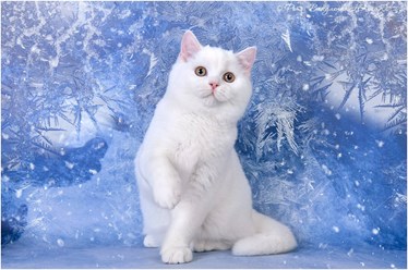 Белый шотландский кот - котенок продается в Геленджике